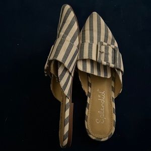 Splendid Sincerity Mule